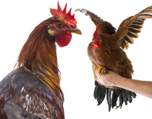 a roosters close up isolated on a white background
