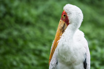 Cigogne