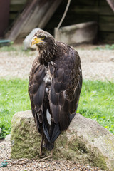 Rapace