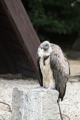Rapace