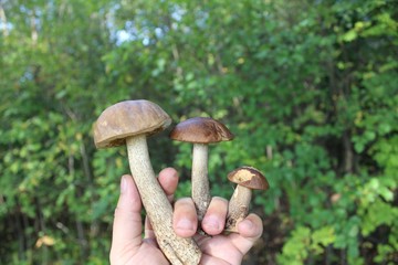 Edible mushrooms (birch bolete) in the human hand on a background of green bushes.