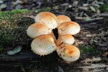A group of orange mushrooms growing on an old fallen tree trunk.