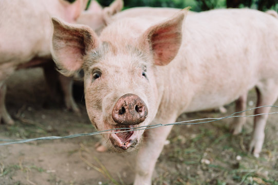 Pig with open mouth shows his teeth