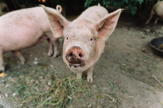 Closeup of pig looking at the camera