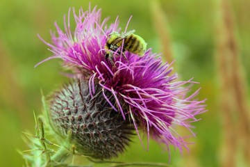 Bumblebee gathers nectar on a red-violet flower.