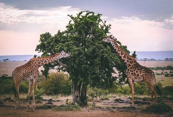 Giraffes