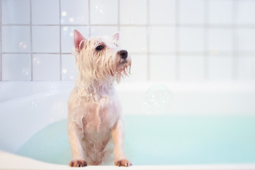 Wet white dog with bubbles in a bath