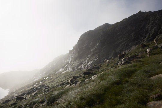 Flock of sheep in a misty mountain