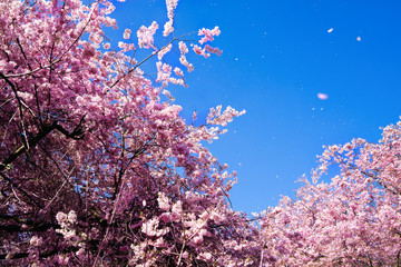 Cherry blossoms in the wind against blue sky