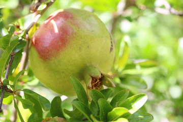 Granatapfel am Baum
