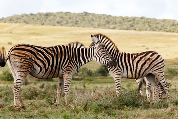 Fototapeta na wymiar Zebra whispering something in the other ones ear