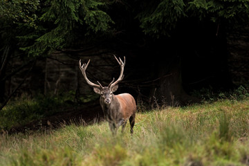 red deer, cervus elaphus, Czech republic