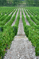 Fototapeta na wymiar Beautiful and green grape fields near the mountains in summer