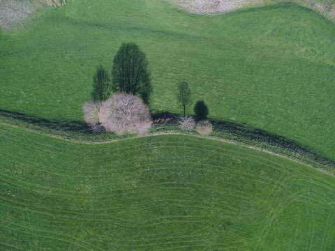 Textured land with traces and trees