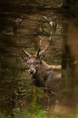 red deer, cervus elaphus, Czech republic