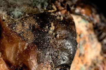 Texture of a spoiled apple macro