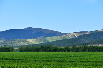 Beautiful and green grape fields near the mountains in summer