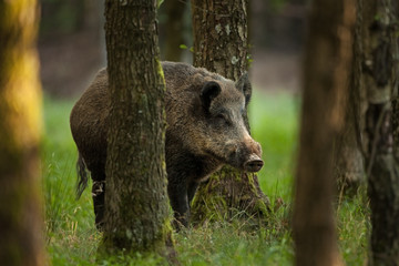 wild boar, sus scrofa, Czech republic