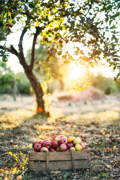 Windfall apples