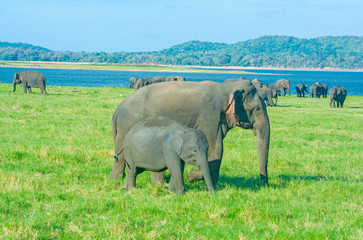 Fototapeta premium Wild Elephants At Minneriya National Park In Sri Lanka. Minneriya National Park Is An Important Habitat For Water Birds And Sri Lankan Elephants And It Is The Second Most Visited Park In The Country