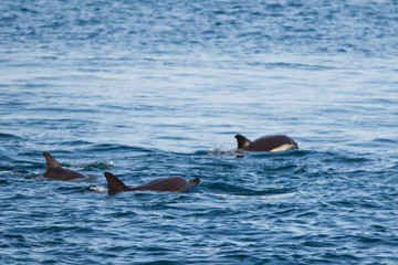Naklejka premium A family of dolphins swim in the Black Sea