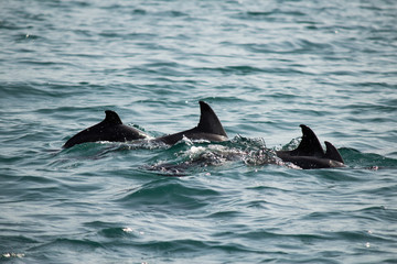 A flock of wild dolphins swim in the black sea