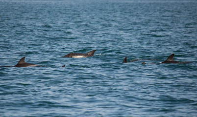 Fototapeta premium A family of dolphins swim in the Black Sea