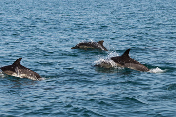 A flock of wild dolphins swim in the black sea