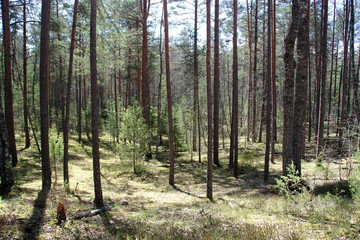 Obraz premium Forest