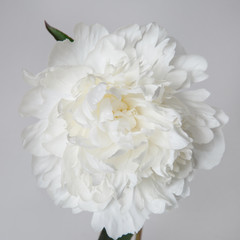 White peony isolated on a gray background.