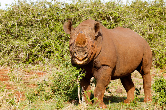 Rhinoceros standing and eating on a bush