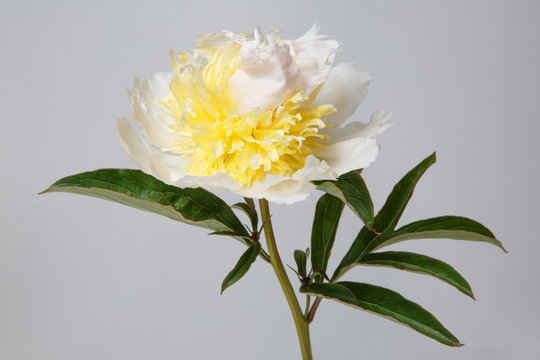 White with yellow peony isolated on a gray background.