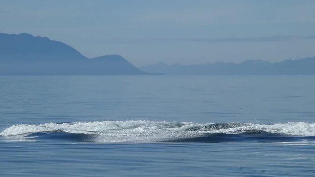 Humpback Breach