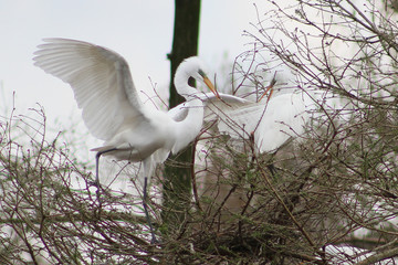 Great Egret