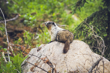 Naklejka na ściany i meble canadian marmot