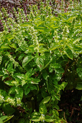 Fresh aromatic herbs basil plant in the garden