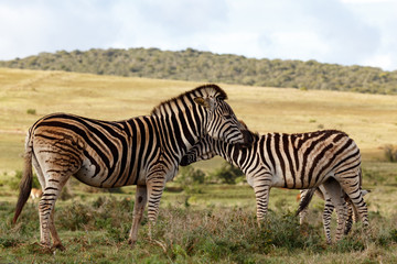 Obraz na płótnie Canvas Close up of two Zebras rubbing their necks against each other