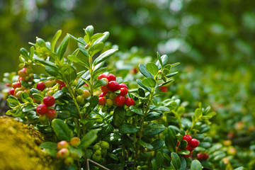 Red ripe hilberry, cranberry in the forest