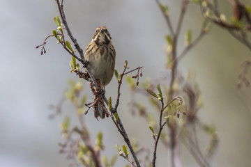 Rohrammer (Emberiza schoeniclus)