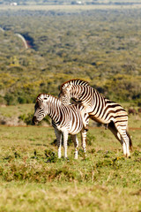 Fototapeta na wymiar Zebra climbing on the other one's back