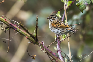 Rohrammer (Emberiza schoeniclus)