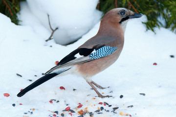Jay (Garrulus glandarius).