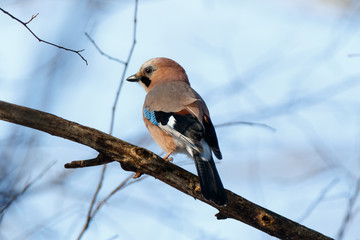 Jay (Garrulus glandarius).