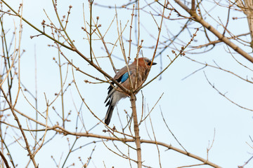 Jay (Garrulus glandarius).
