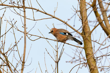 Jay (Garrulus glandarius).
