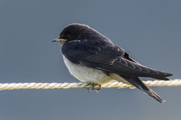 Rauchschwalbe (hirundo rustica)