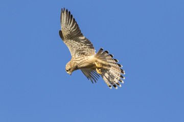 Turmfalke (Falco tinnunculus)