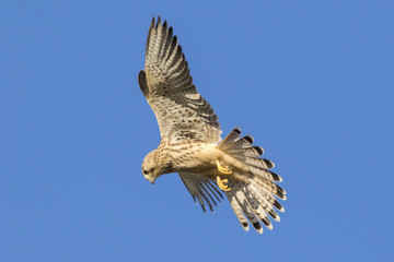 Turmfalke (Falco tinnunculus)