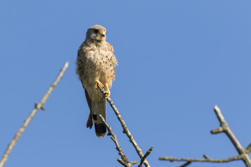 Turmfalke (Falco tinnunculus)