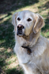 Golden Retriever seated